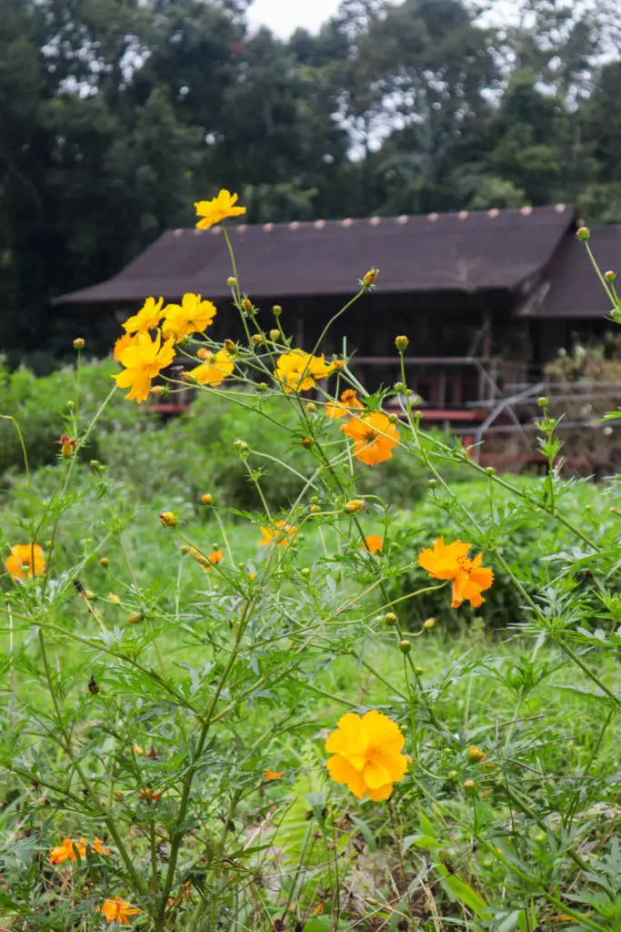 A Little Farm on the Hill